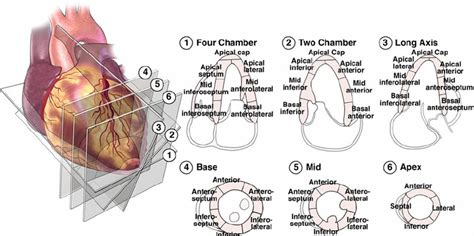 lv segments on echo